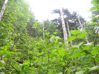 GRSM Accuracy Assessment. Plot Code: GRSM_AA_0602_4