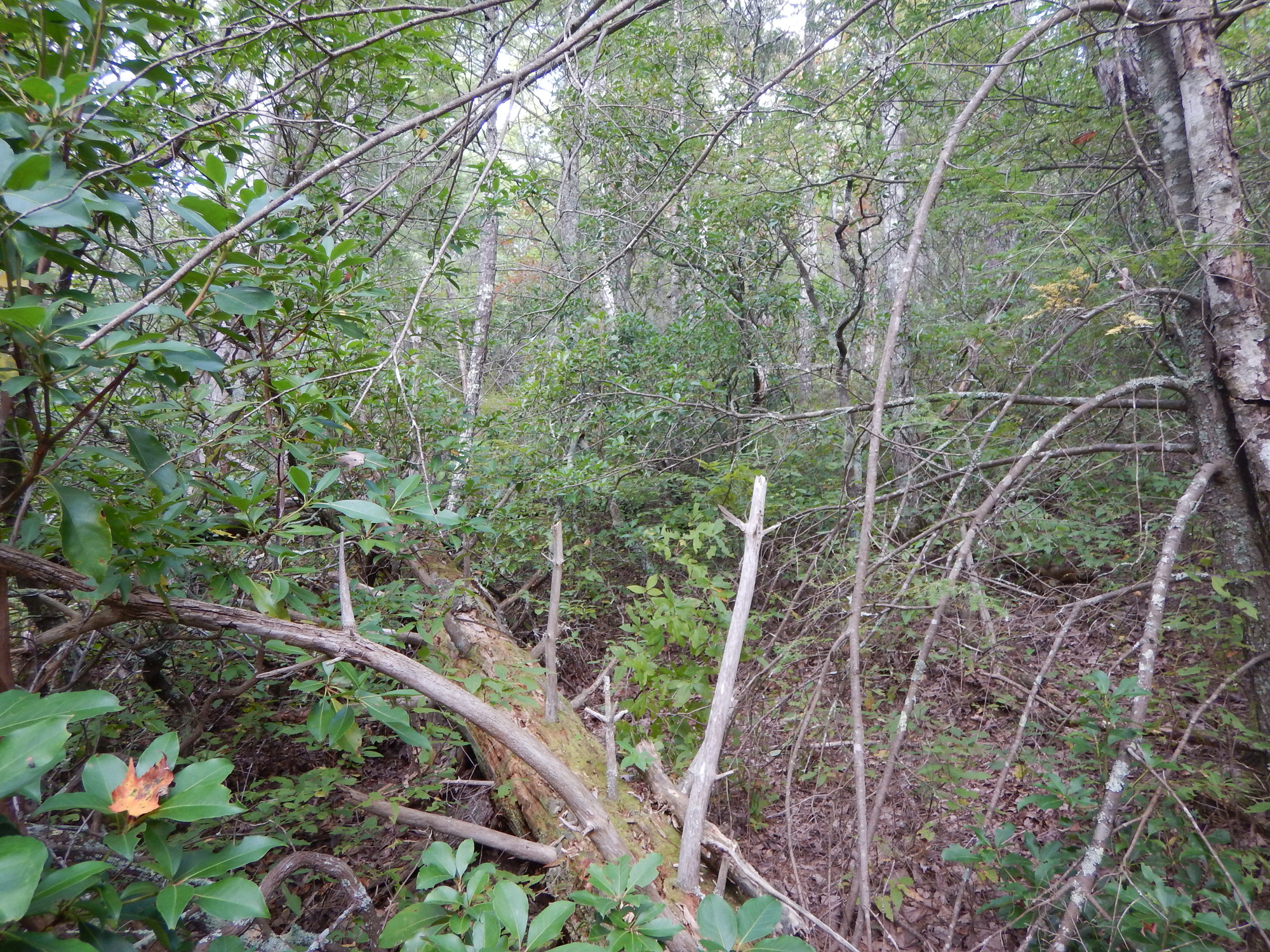 GRSM Accuracy Assessment. Plot Code: GRSM_AA_0518_5