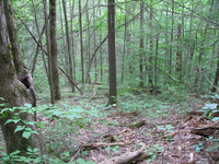 GRSM Accuracy Assessment. Plot Code: GRSM_AA_0923_5