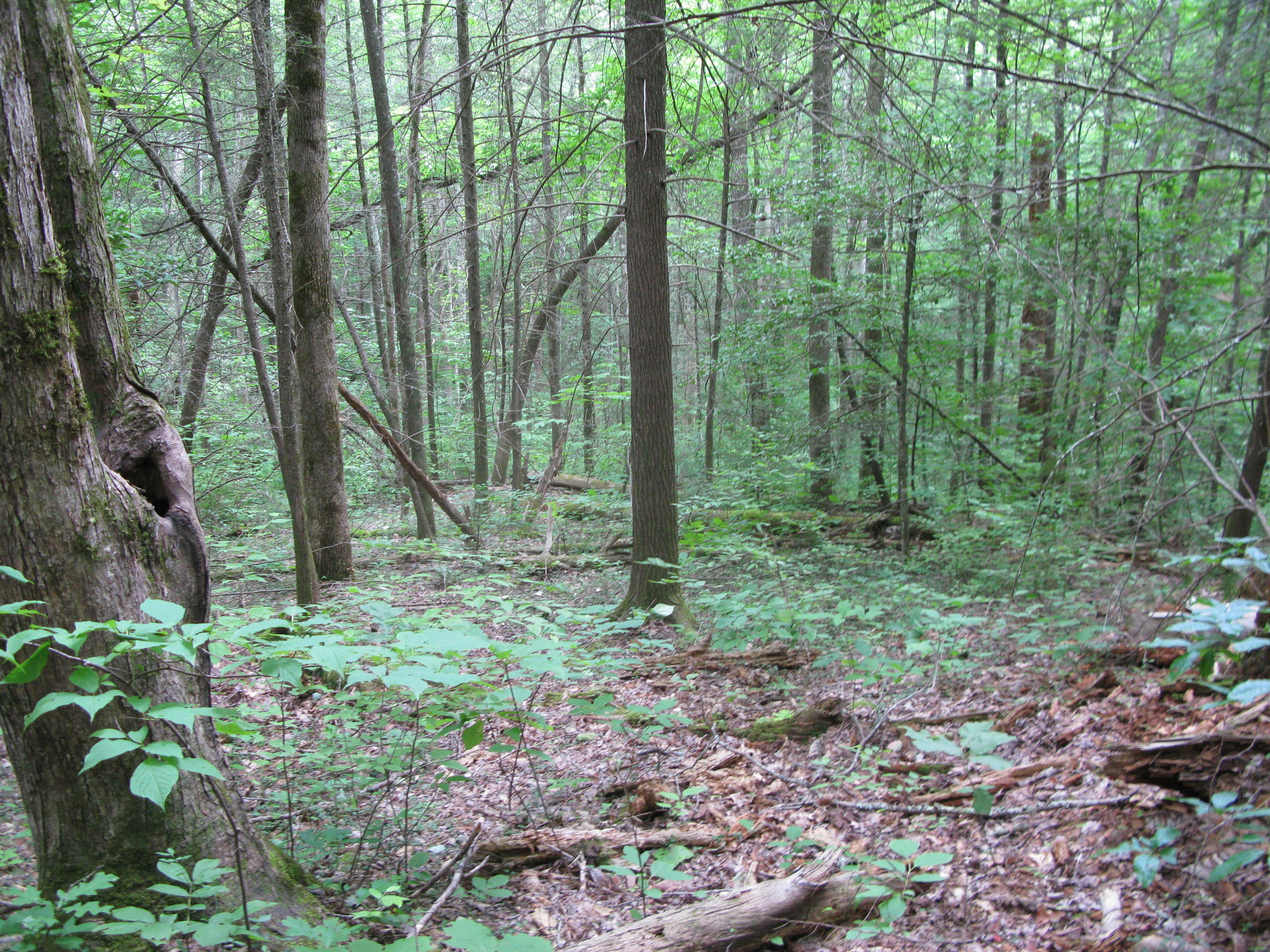 GRSM Accuracy Assessment. Plot Code: GRSM_AA_0923_5