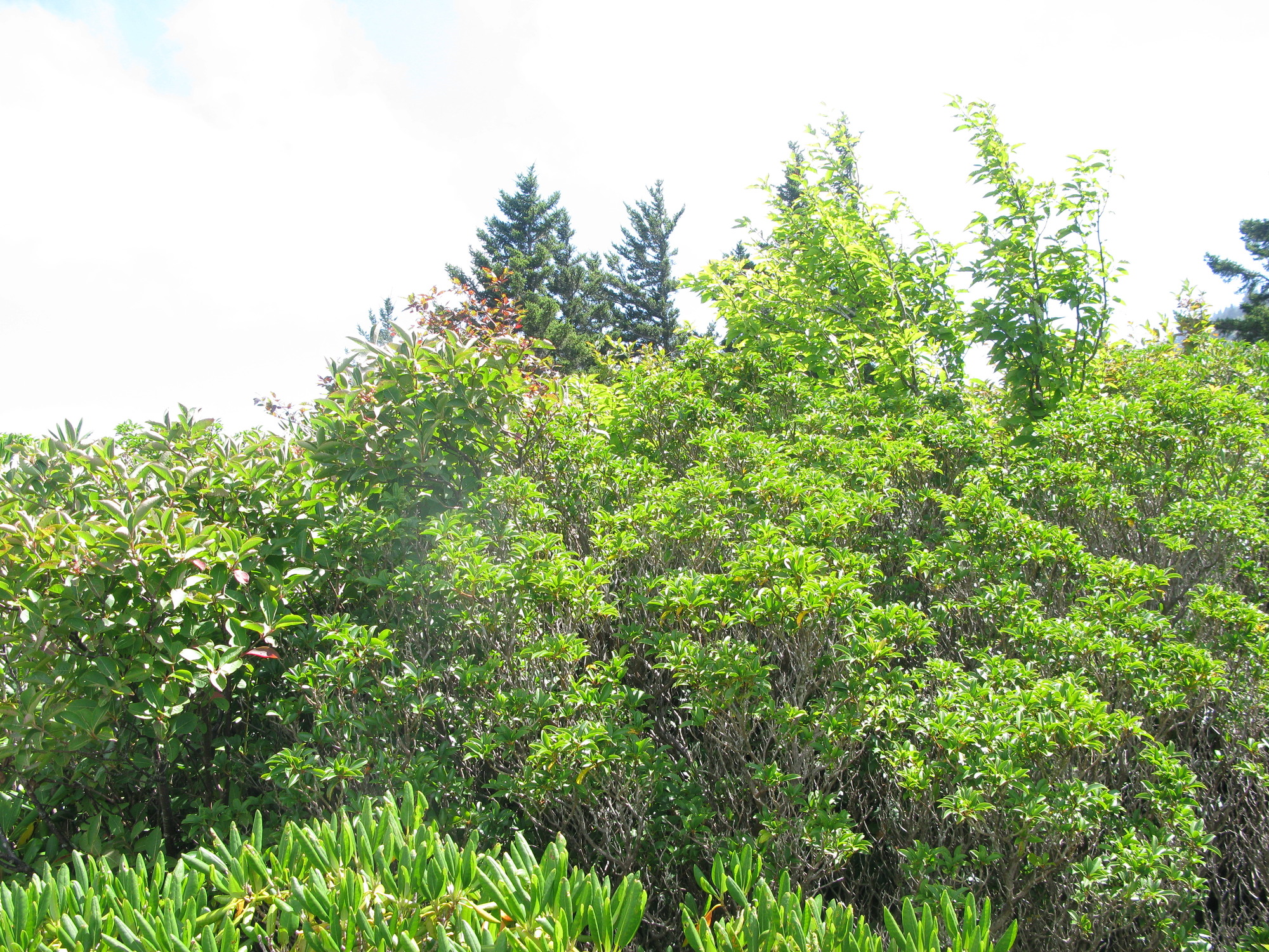 GRSM Accuracy Assessment. Plot Code: GRSM_AA_0584_3