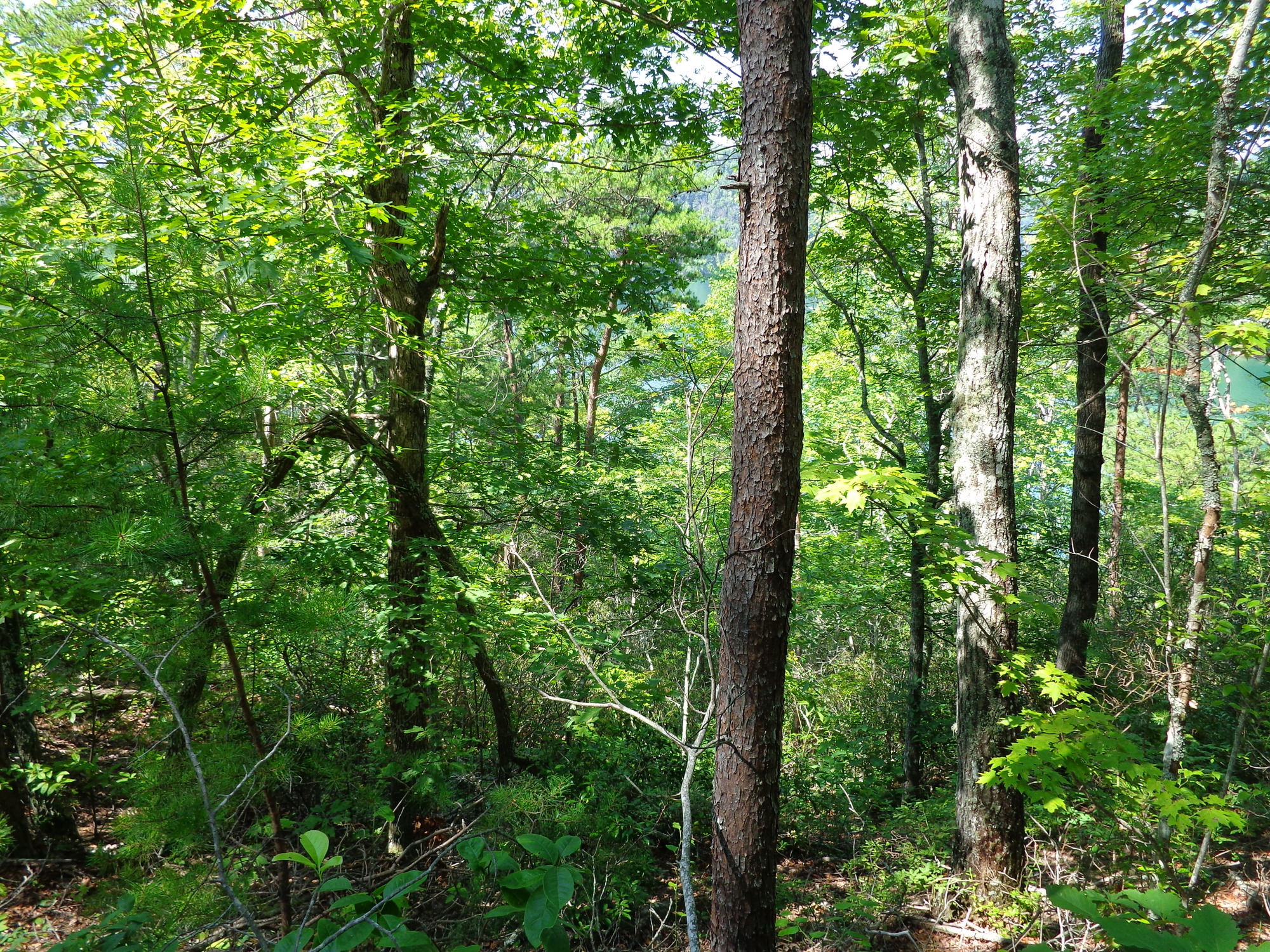 GRSM Accuracy Assessment. Plot Code: GRSM_AA_0295_4