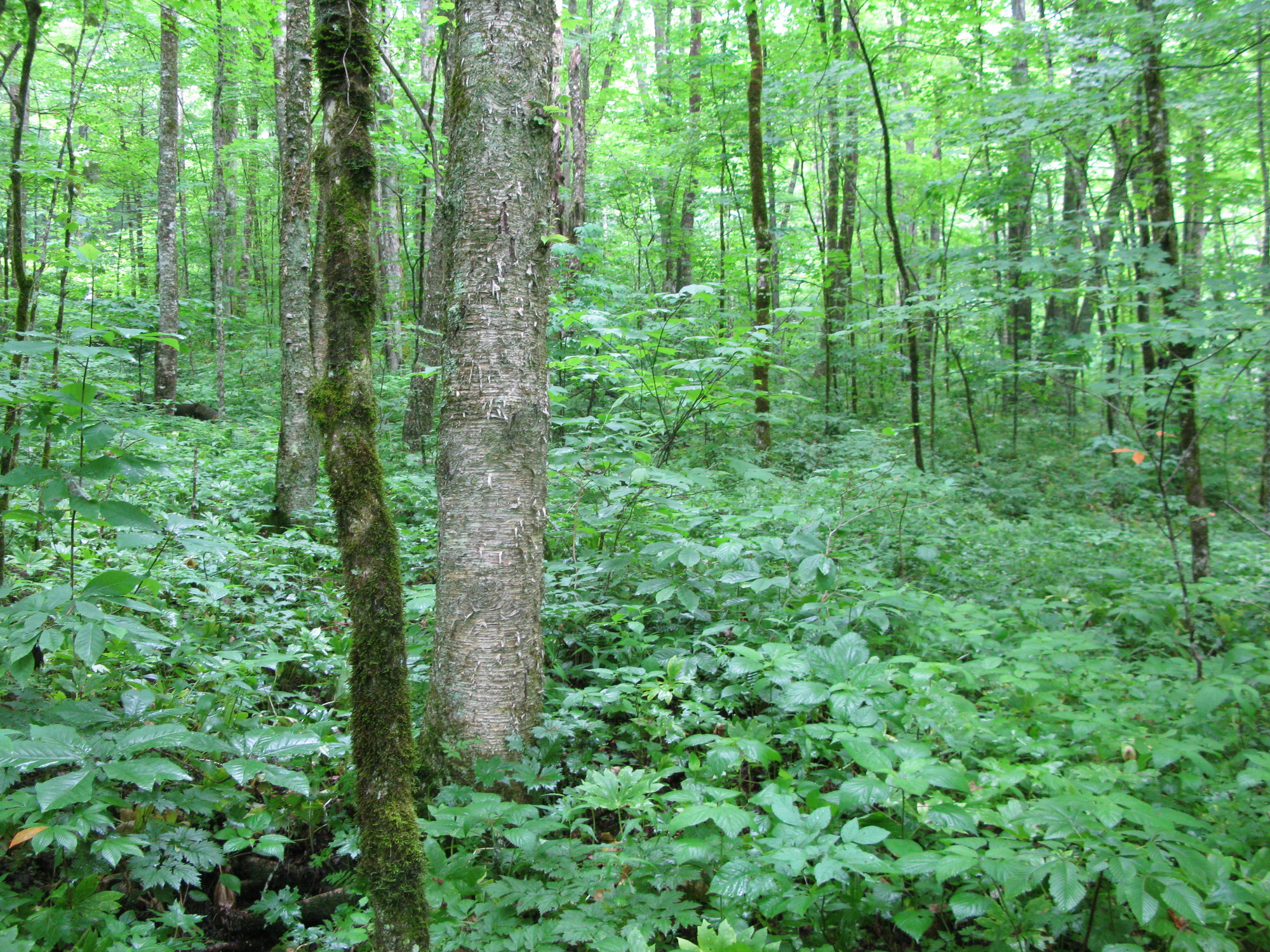 GRSM Accuracy Assessment. Plot Code: GRSM_AA_0907_5