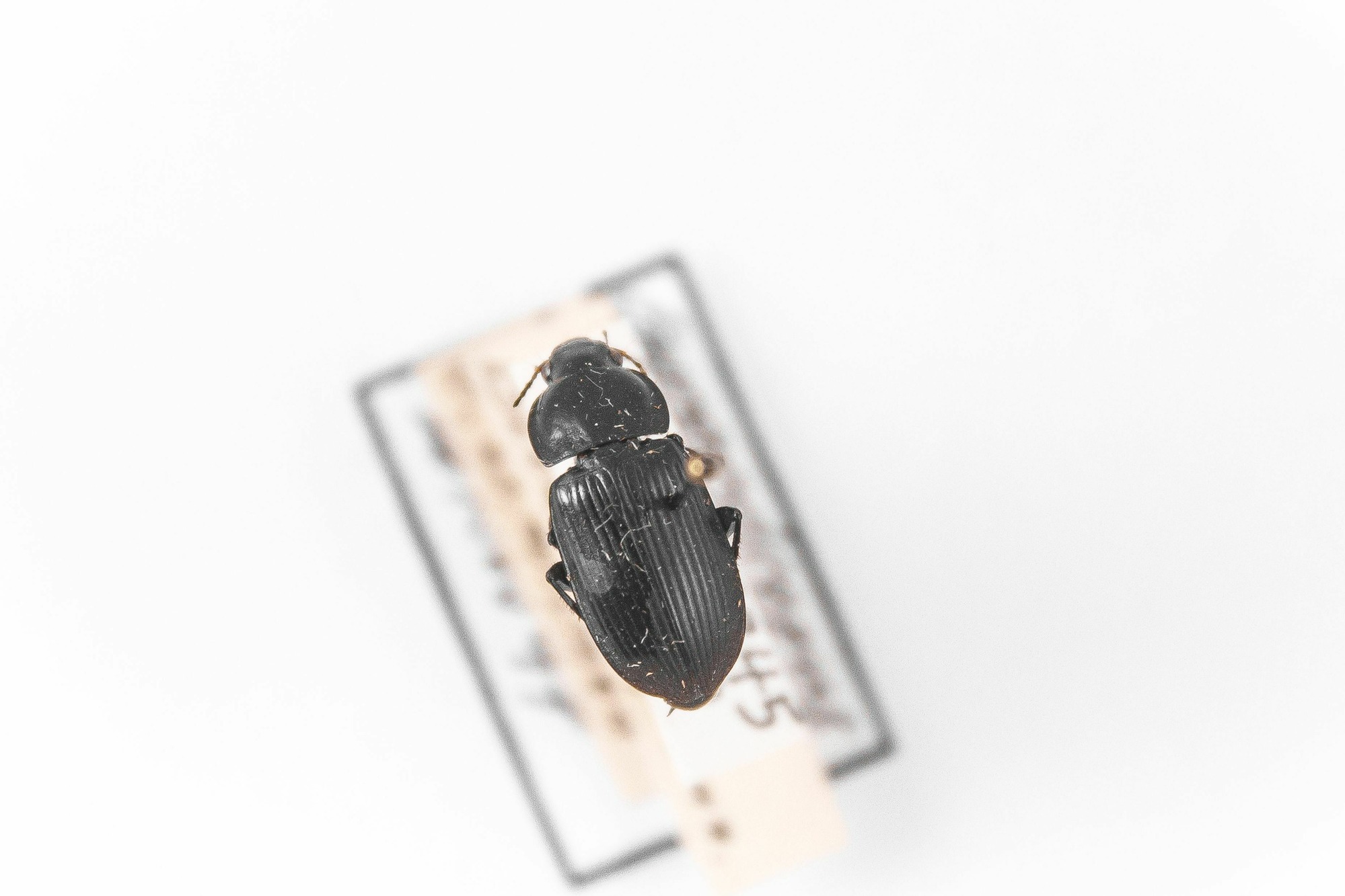 Image of Anisodactylus carbonarius, a species of Animalia