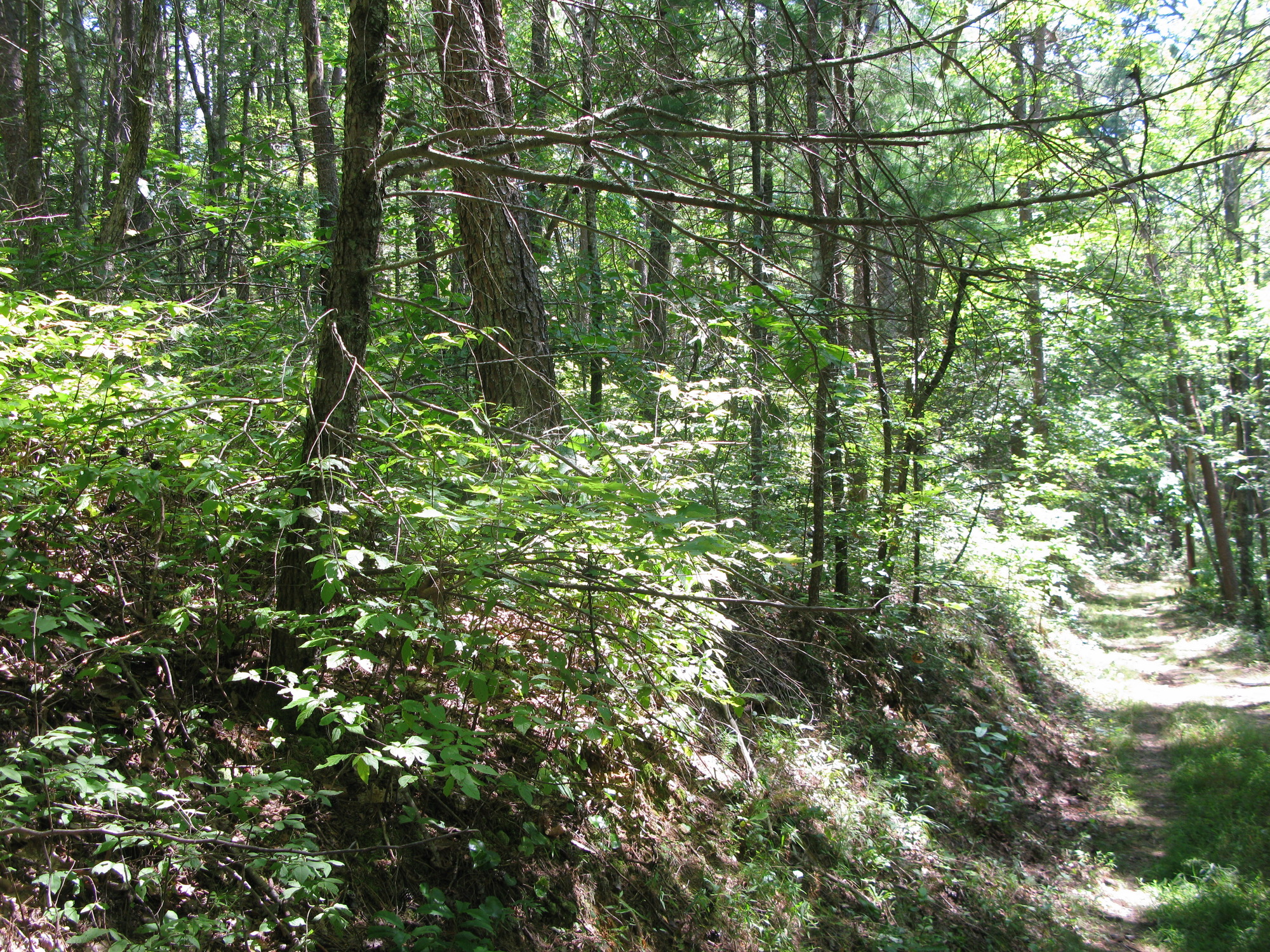 GRSM Accuracy Assessment. Plot Code: GRSM_AA_0868_3