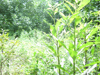 GRSM Accuracy Assessment. Plot Code: GRSM_AA_0711_3