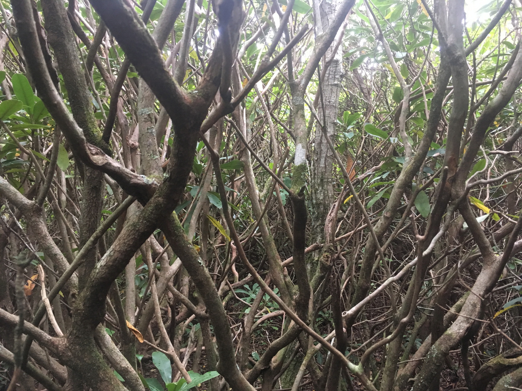 GRSM Accuracy Assessment. Plot Code: GRSM_AA_0363_2