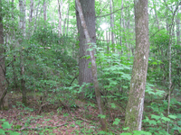 GRSM Accuracy Assessment. Plot Code: GRSM_AA_0164_4