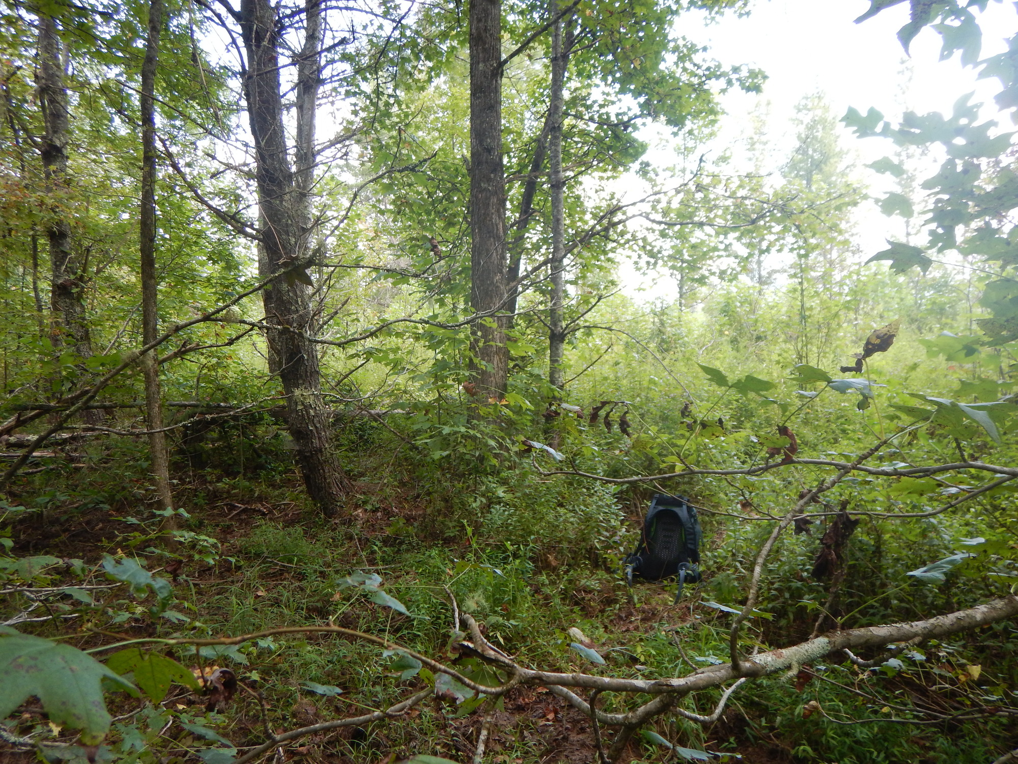 GRSM Accuracy Assessment. Plot Code: GRSM_AA_0703_2