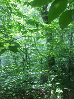 GRSM Accuracy Assessment. Plot Code: GRSM_AA_0132_5