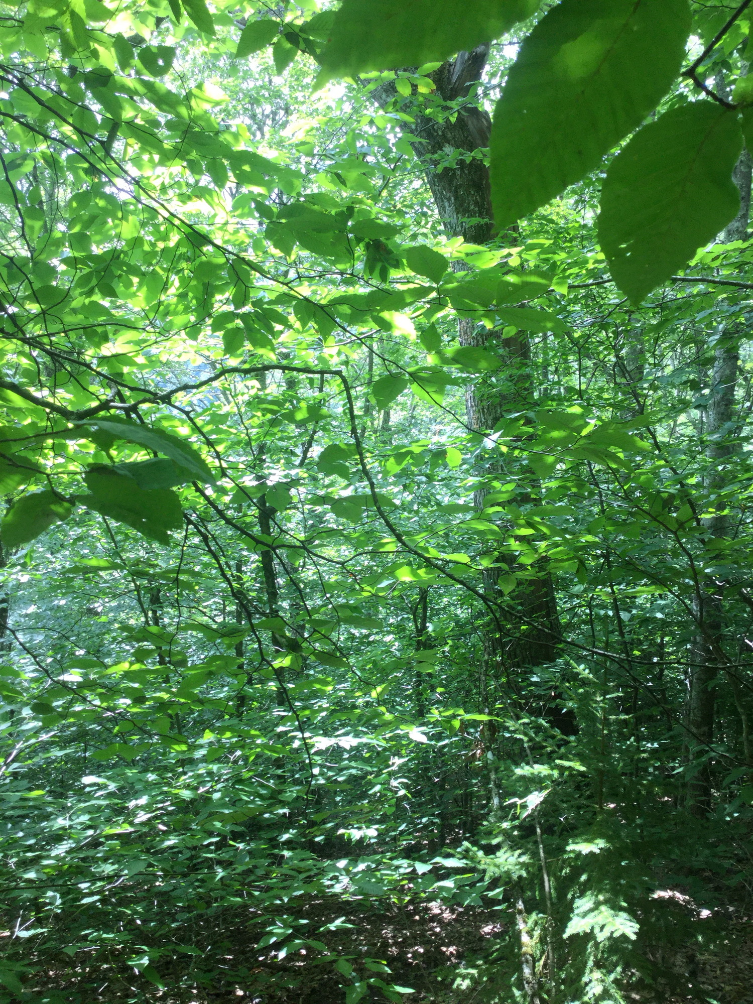 GRSM Accuracy Assessment. Plot Code: GRSM_AA_0132_5