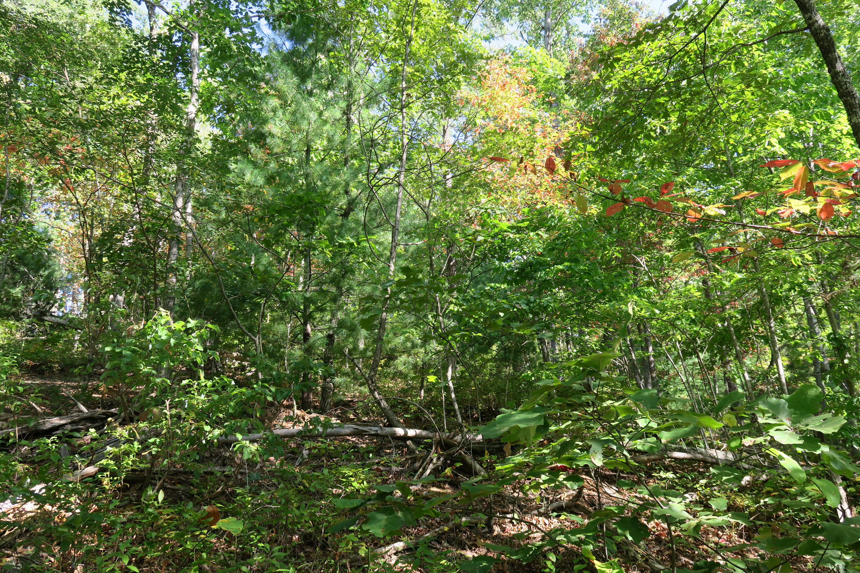 GRSM Accuracy Assessment. Plot Code: GRSM_AA_0968_2