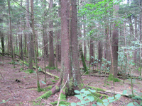 GRSM Accuracy Assessment. Plot Code: GRSM_AA_0827_4