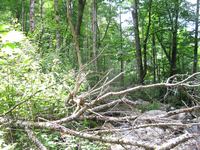 GRSM Accuracy Assessment. Plot Code: GRSM_AA_0850_5