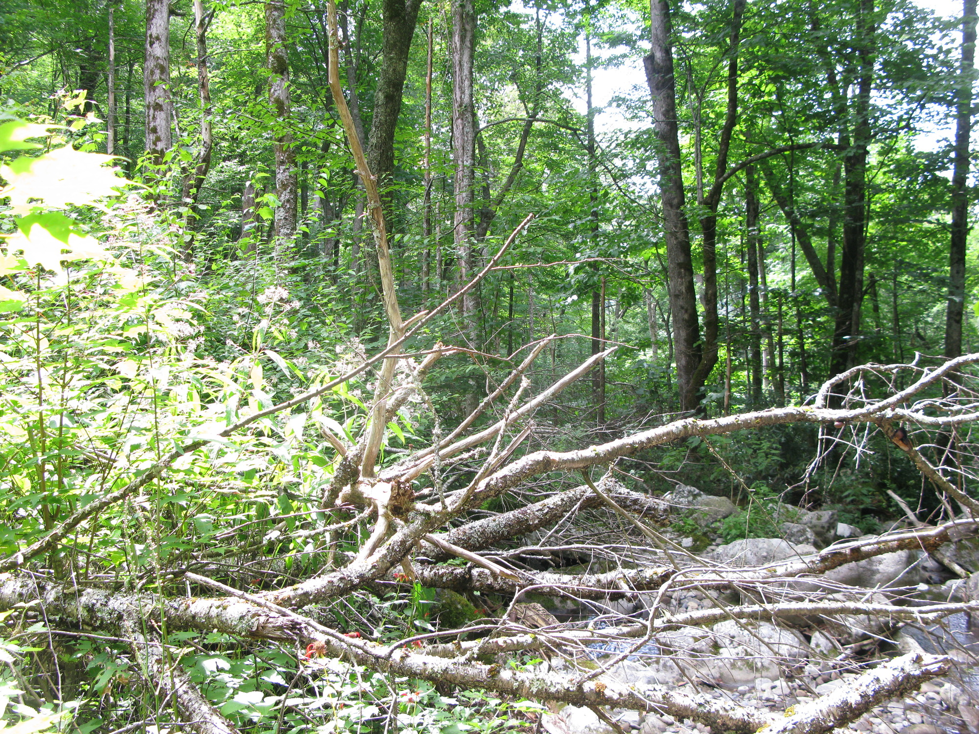 GRSM Accuracy Assessment. Plot Code: GRSM_AA_0850_5