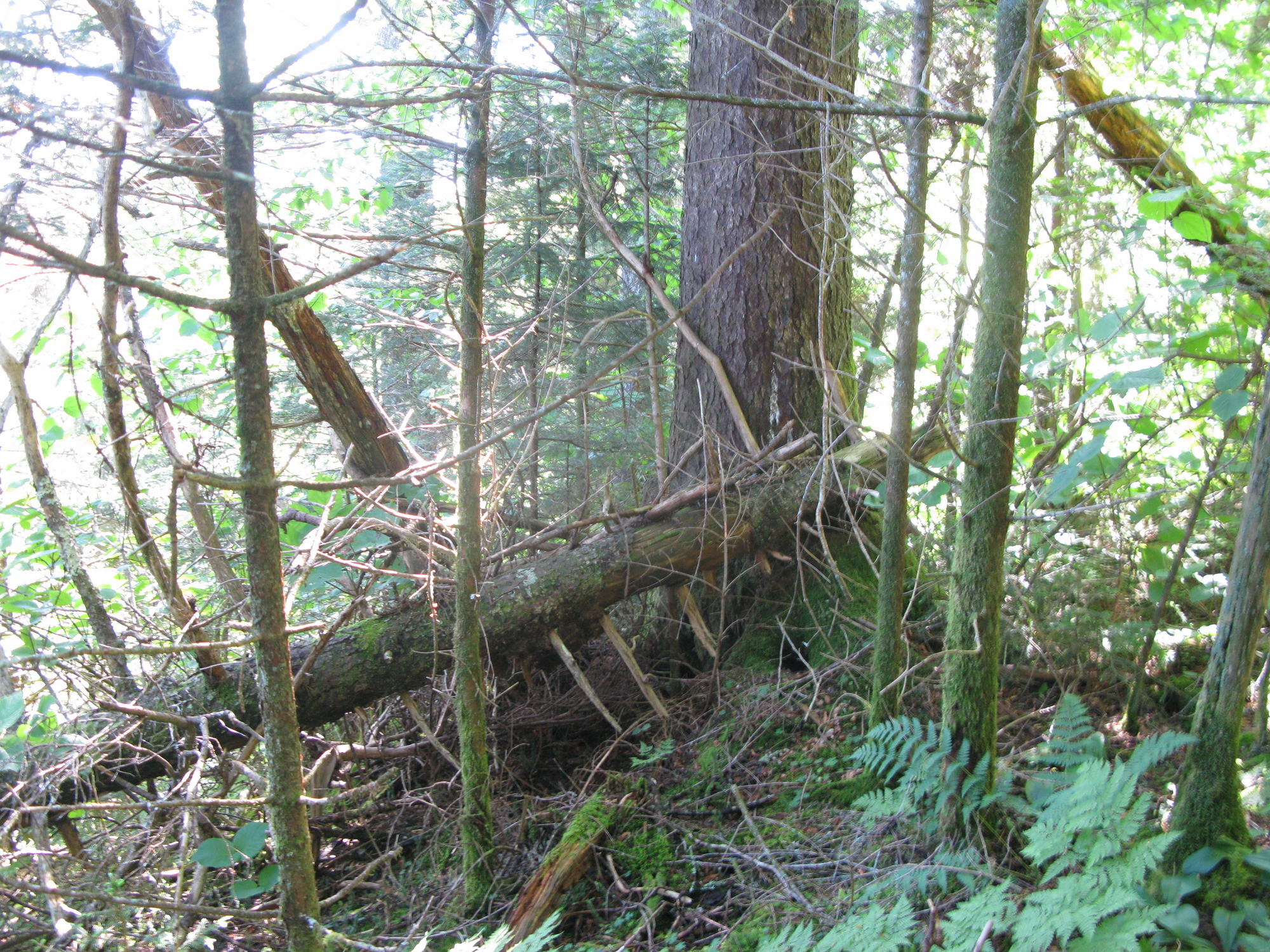 GRSM Accuracy Assessment. Plot Code: GRSM_AA_0899_3