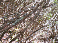 GRSM Accuracy Assessment. Plot Code: GRSM_AA_0316_3