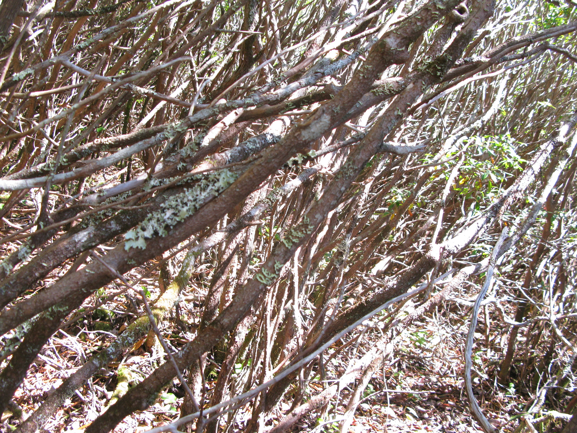 GRSM Accuracy Assessment. Plot Code: GRSM_AA_0316_3