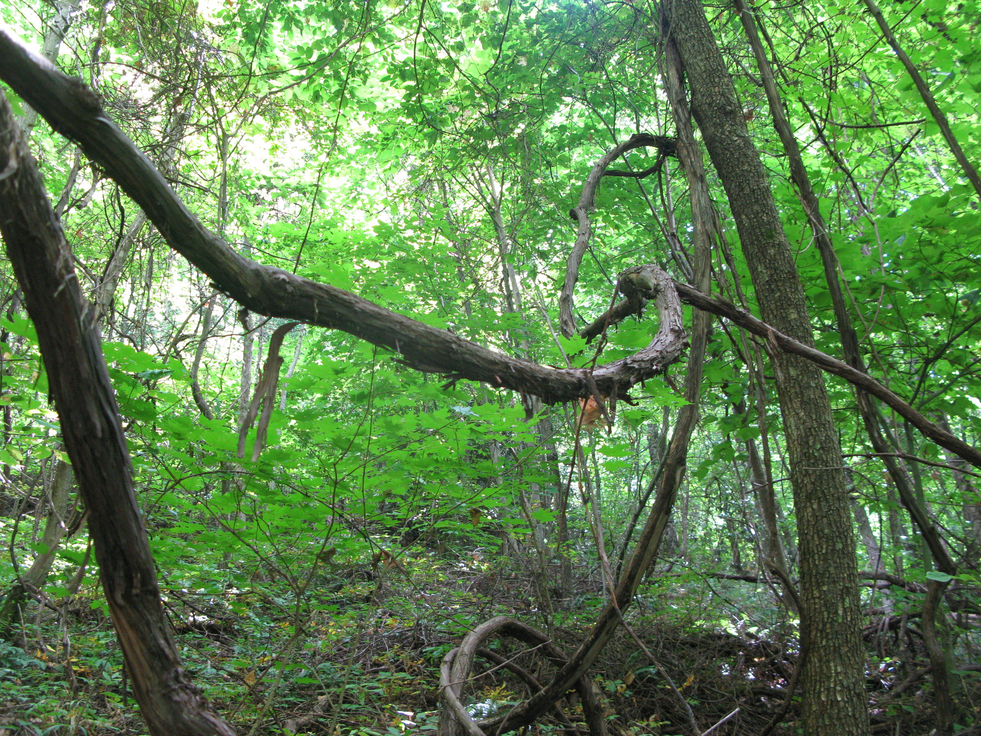 GRSM Accuracy Assessment. Plot Code: GRSM_AA_0950_4