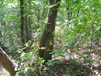 GRSM Accuracy Assessment. Plot Code: GRSM_AA_0136_4