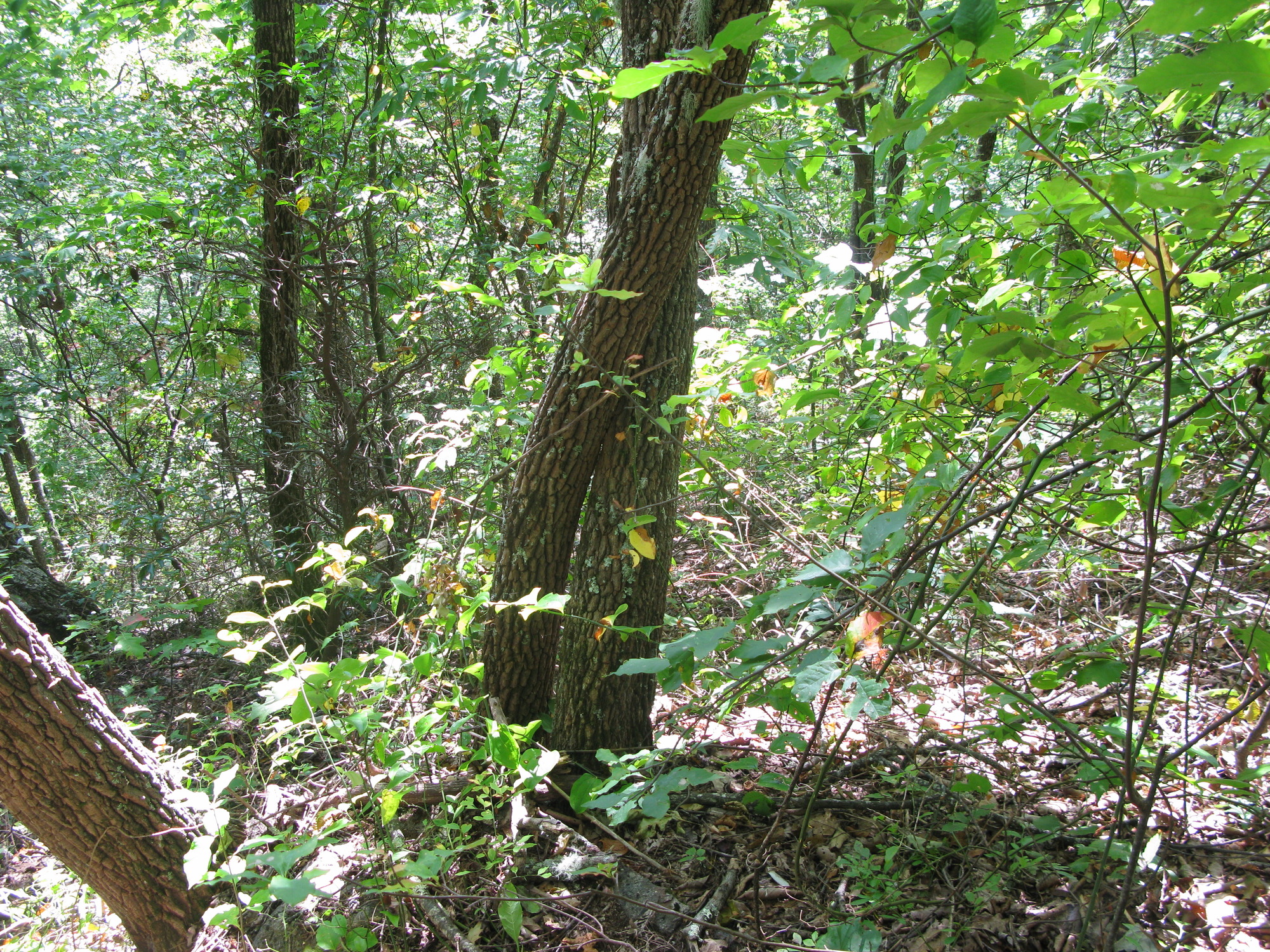 GRSM Accuracy Assessment. Plot Code: GRSM_AA_0136_4