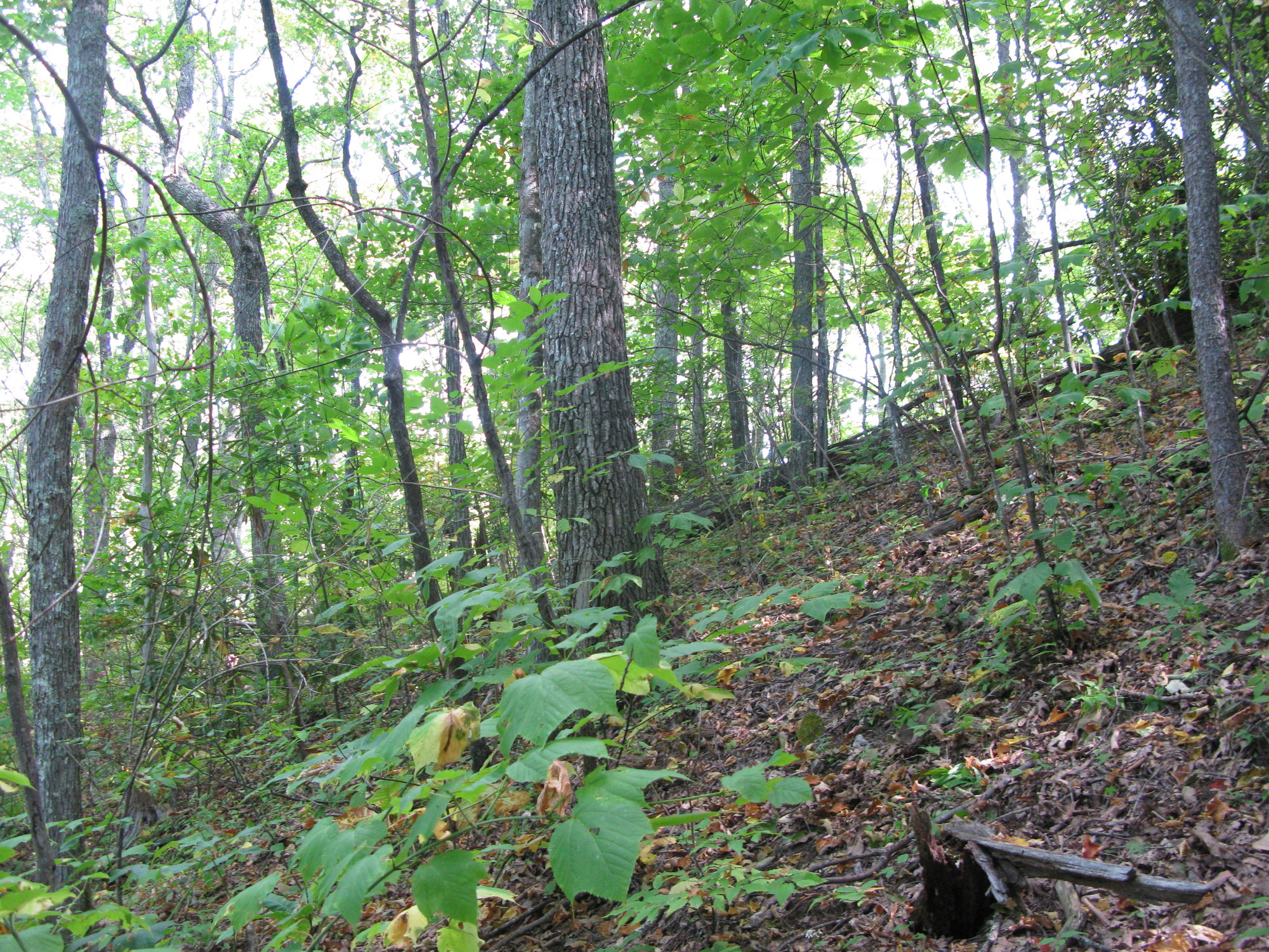 GRSM Accuracy Assessment. Plot Code: GRSM_AA_0175_2