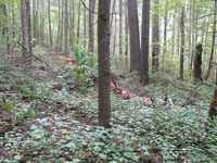 GRSM Accuracy Assessment. Plot Code: GRSM_AA_0642_2