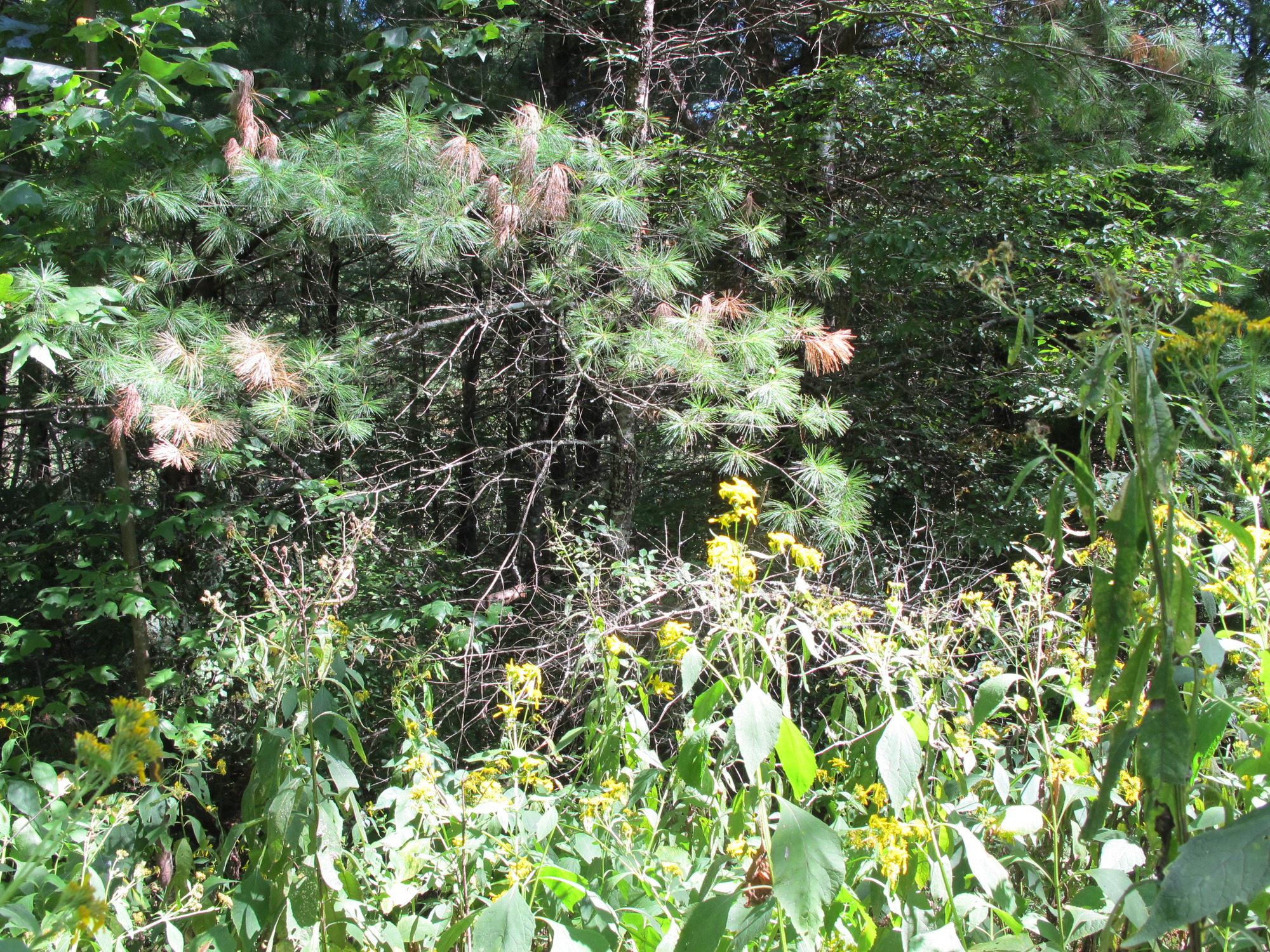 GRSM Accuracy Assessment. Plot Code: GRSM_AA_0964_3