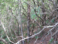 GRSM Accuracy Assessment. Plot Code: GRSM_AA_0268_2