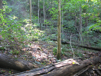 GRSM Accuracy Assessment. Plot Code: GRSM_AA_0674_5