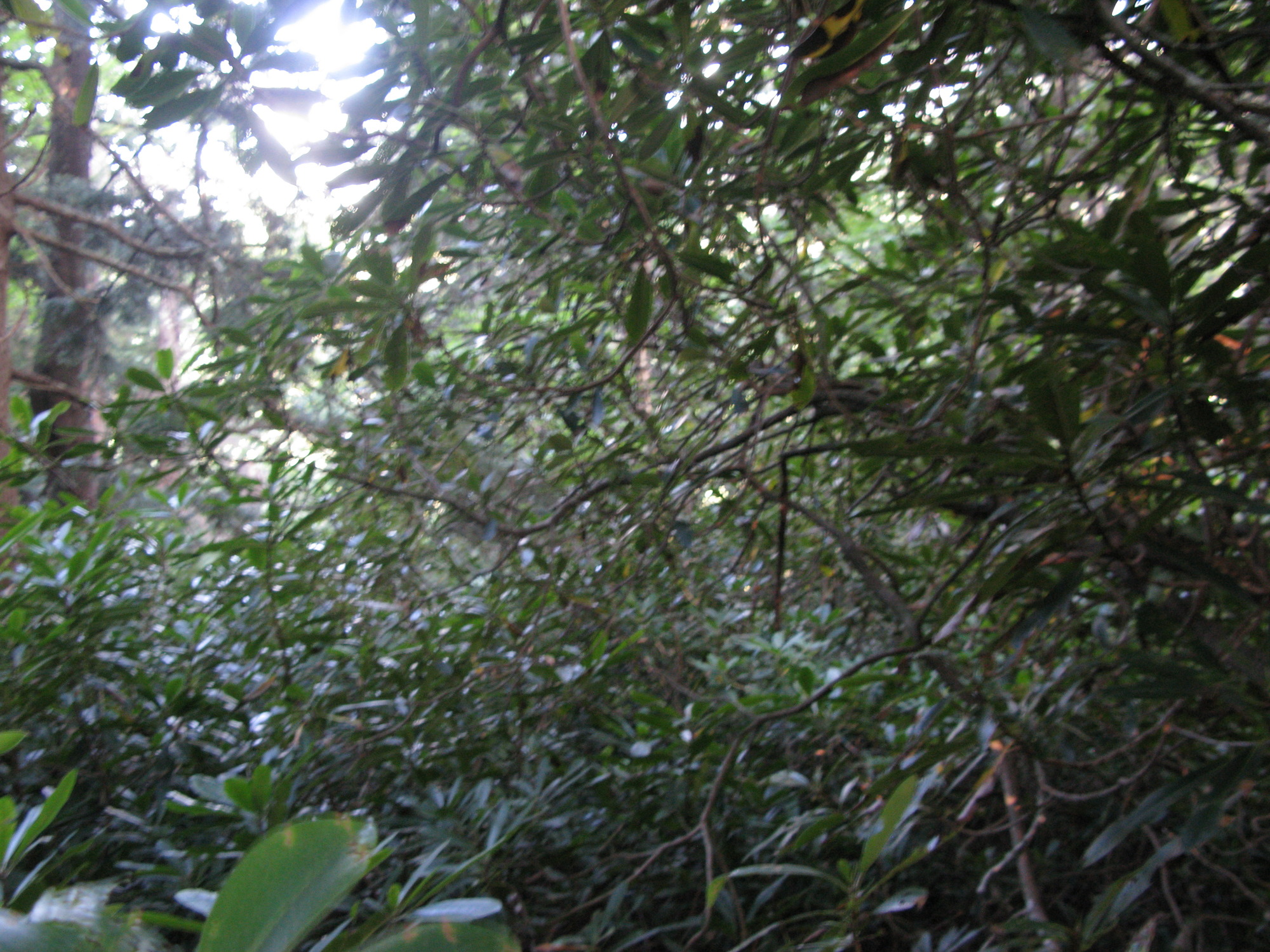 GRSM Accuracy Assessment. Plot Code: GRSM_AA_0082_5