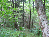 GRSM Accuracy Assessment. Plot Code: GRSM_AA_0019_4