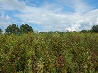 GRSM Accuracy Assessment. Plot Code: GRSM_AA_0585_3