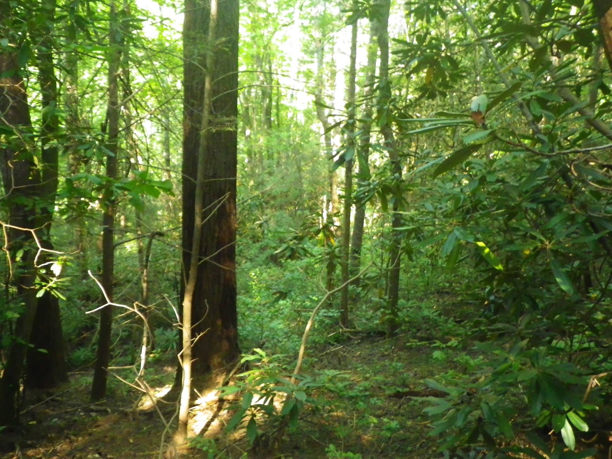 GRSM Accuracy Assessment. Plot Code: GRSM_AA_0468_6