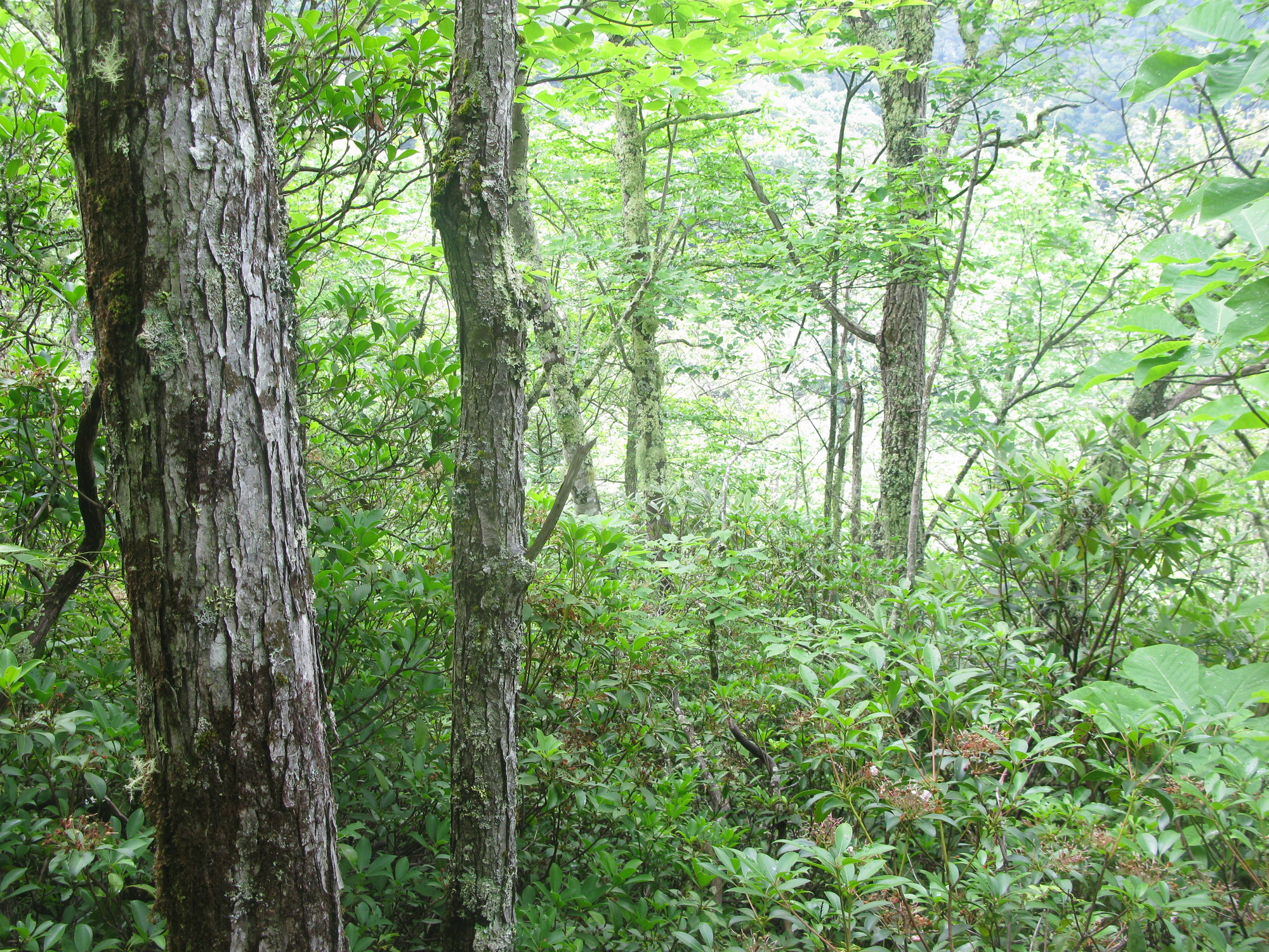 GRSM Accuracy Assessment. Plot Code: GRSM_AA_0530_6