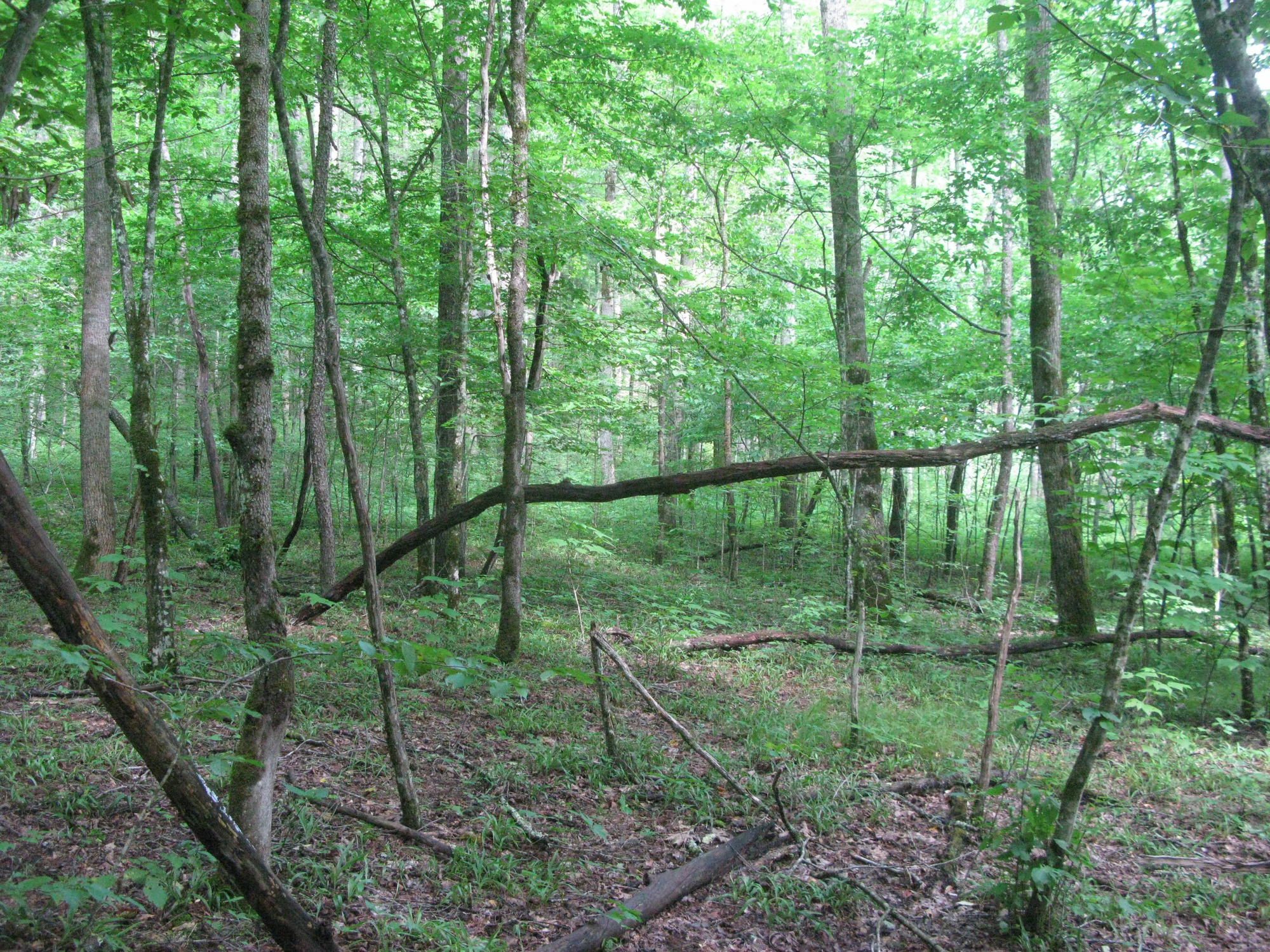 GRSM Accuracy Assessment. Plot Code: GRSM_AA_0872_6