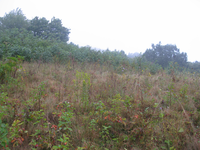 GRSM Accuracy Assessment. Plot Code: GRSM_AA_0075_3