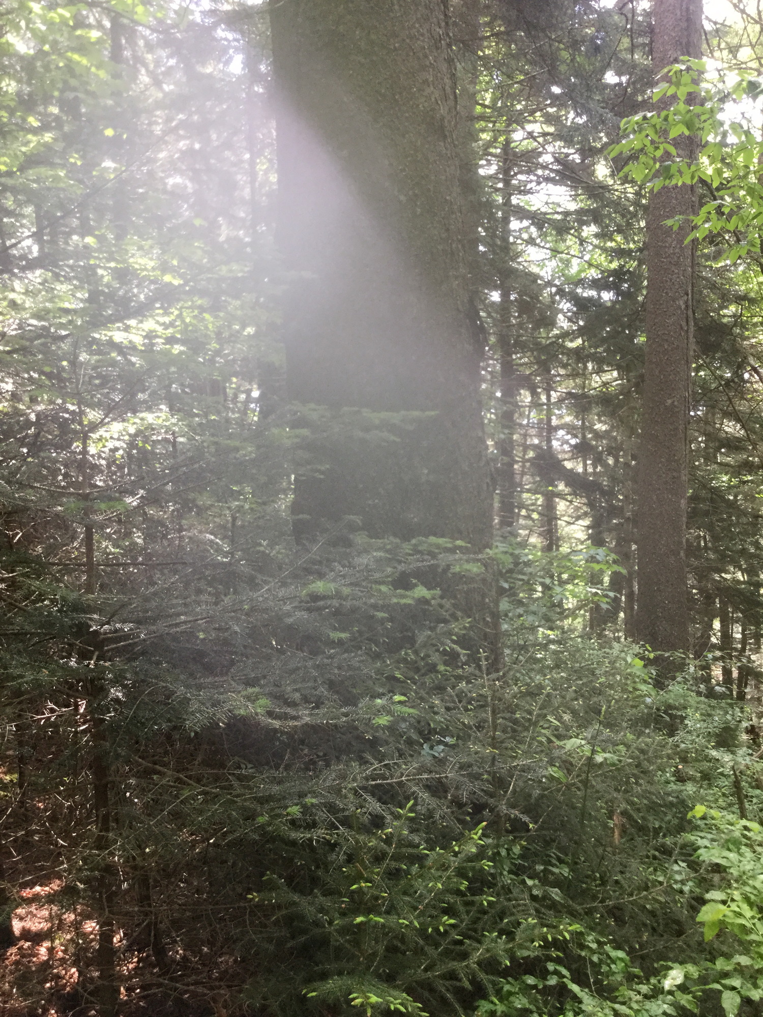 GRSM Accuracy Assessment. Plot Code: GRSM_AA_0141_3