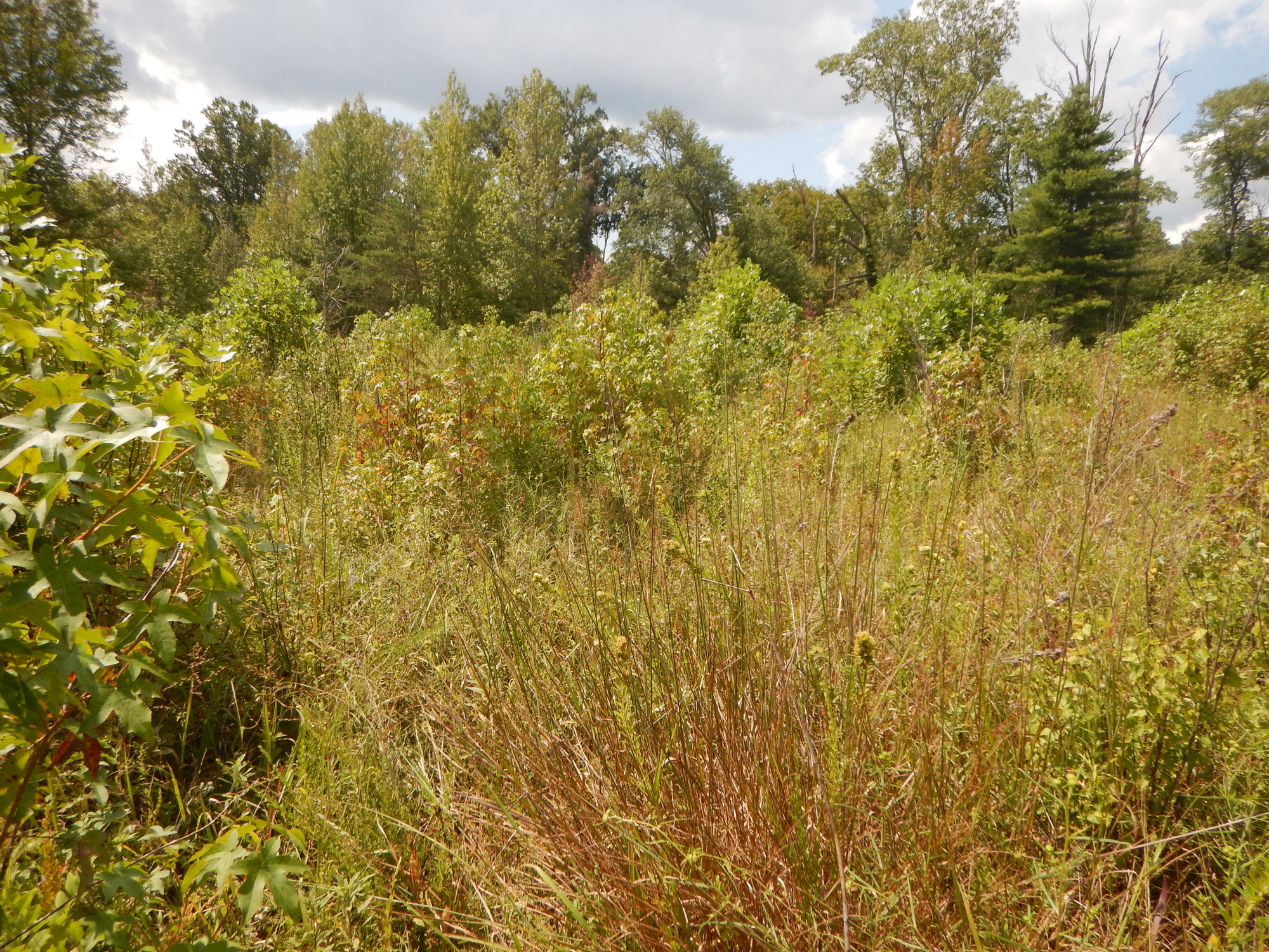 GRSM Accuracy Assessment. Plot Code: GRSM_AA_0719_6