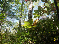 GRSM Accuracy Assessment. Plot Code: GRSM_AA_0193_6