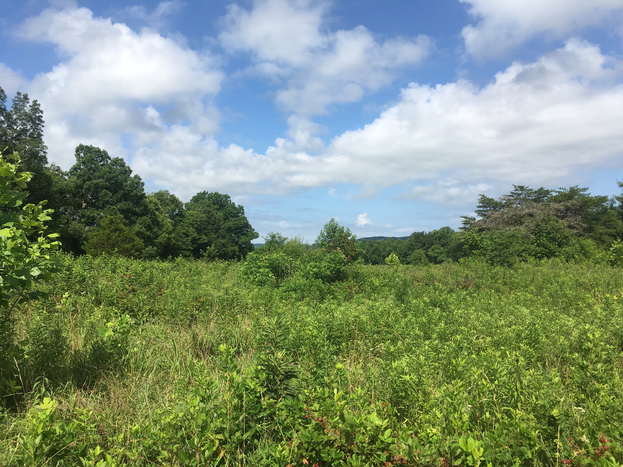 GRSM Accuracy Assessment. Plot Code: GRSM_AA_0461_5