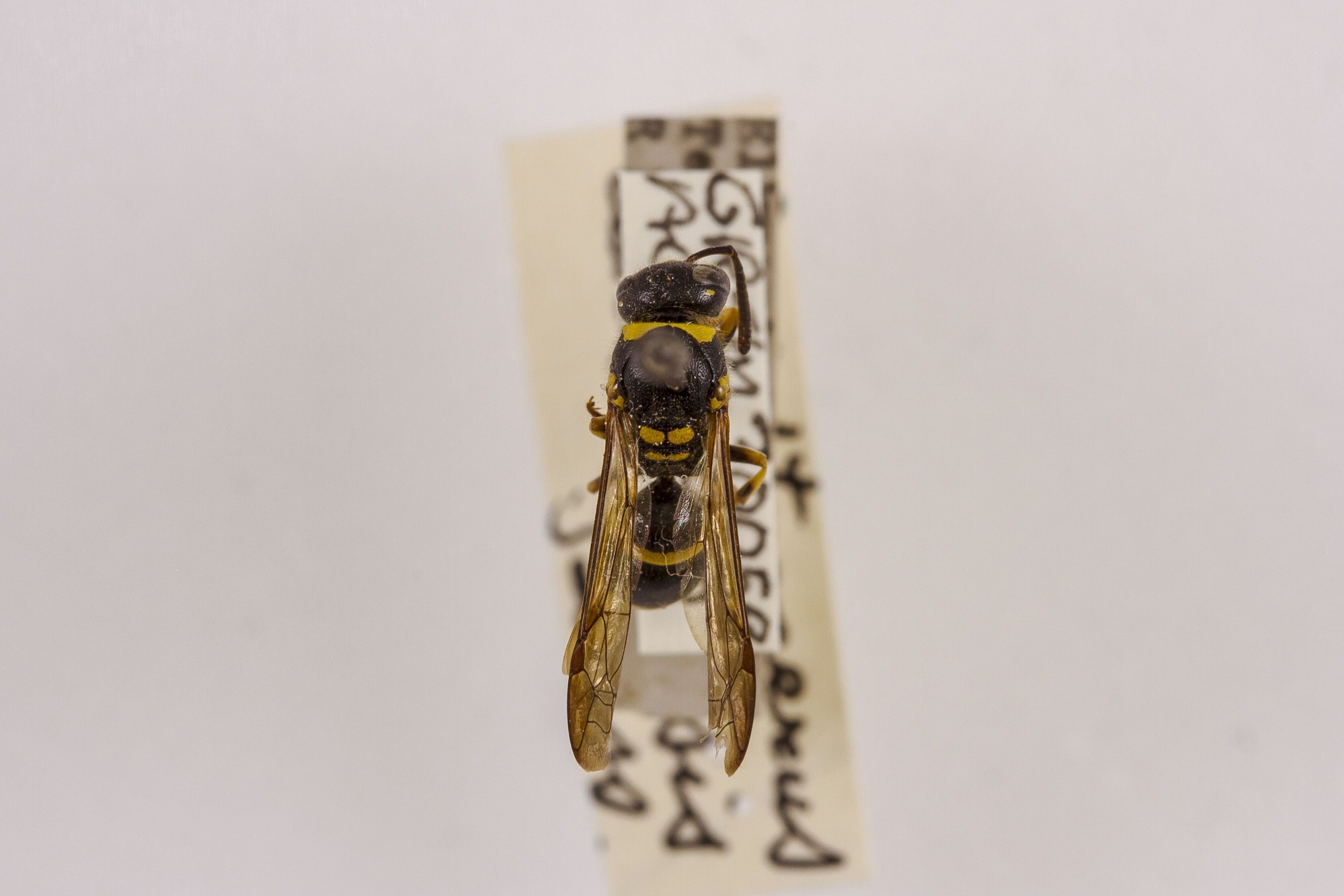 Image of Ancistrocerus catskill, a species of Animalia