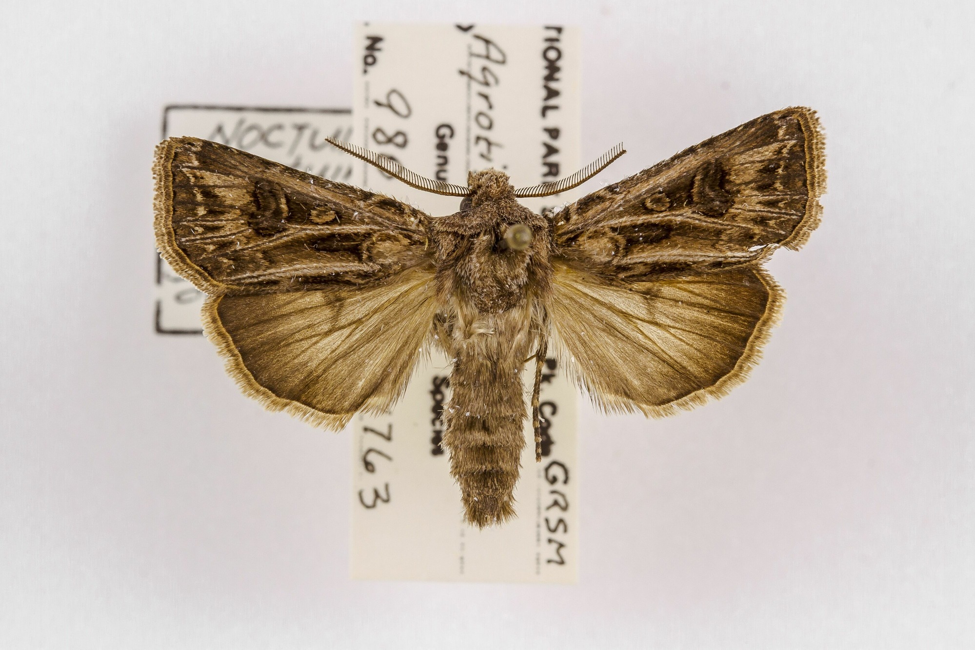Image of Agrotis gladiaria, a species of Animalia