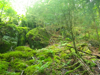 Plot Code: GRSM_AA_0650_4