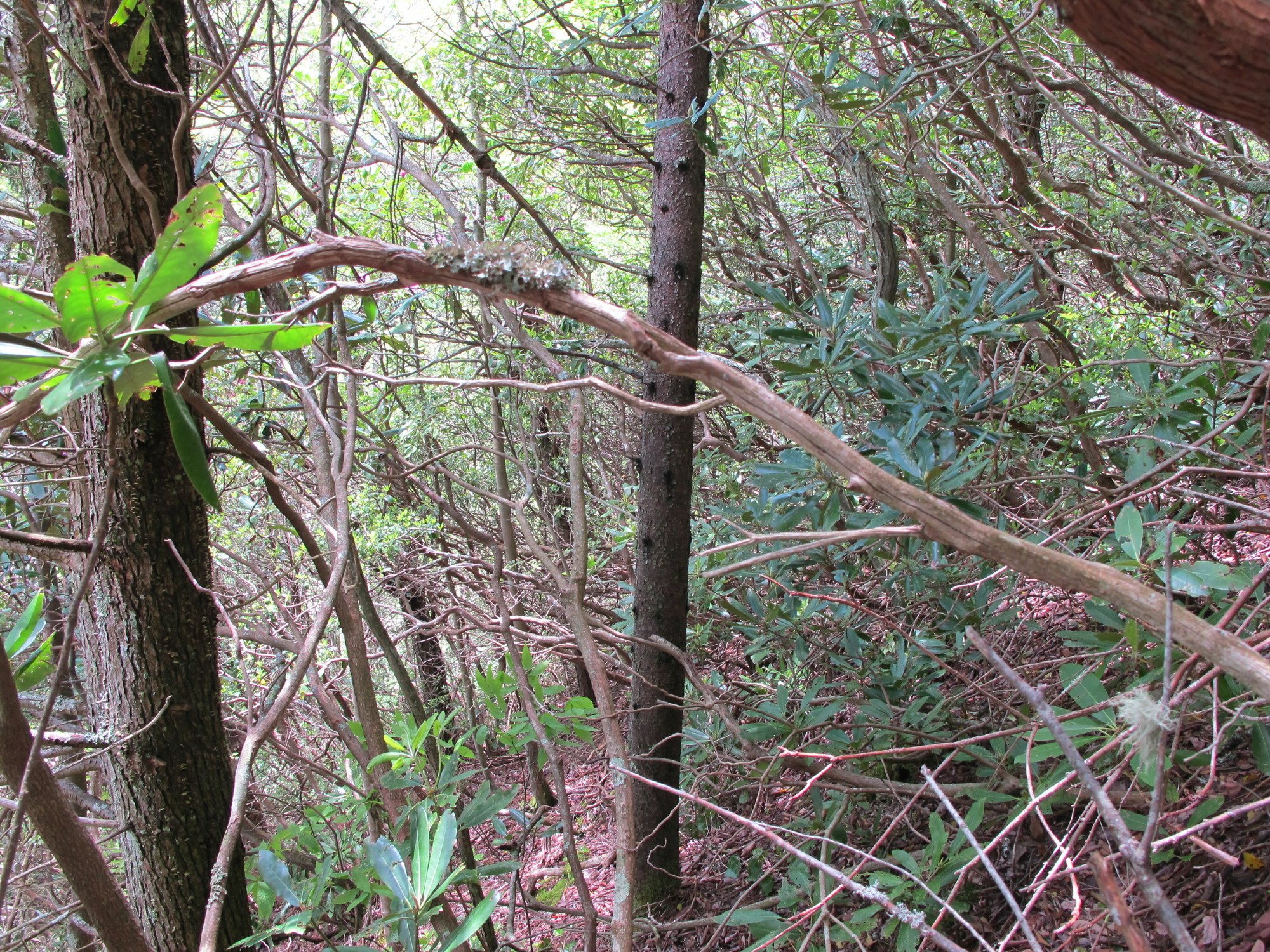 GRSM Accuracy Assessment. Plot Code: GRSM_AA_0848_6