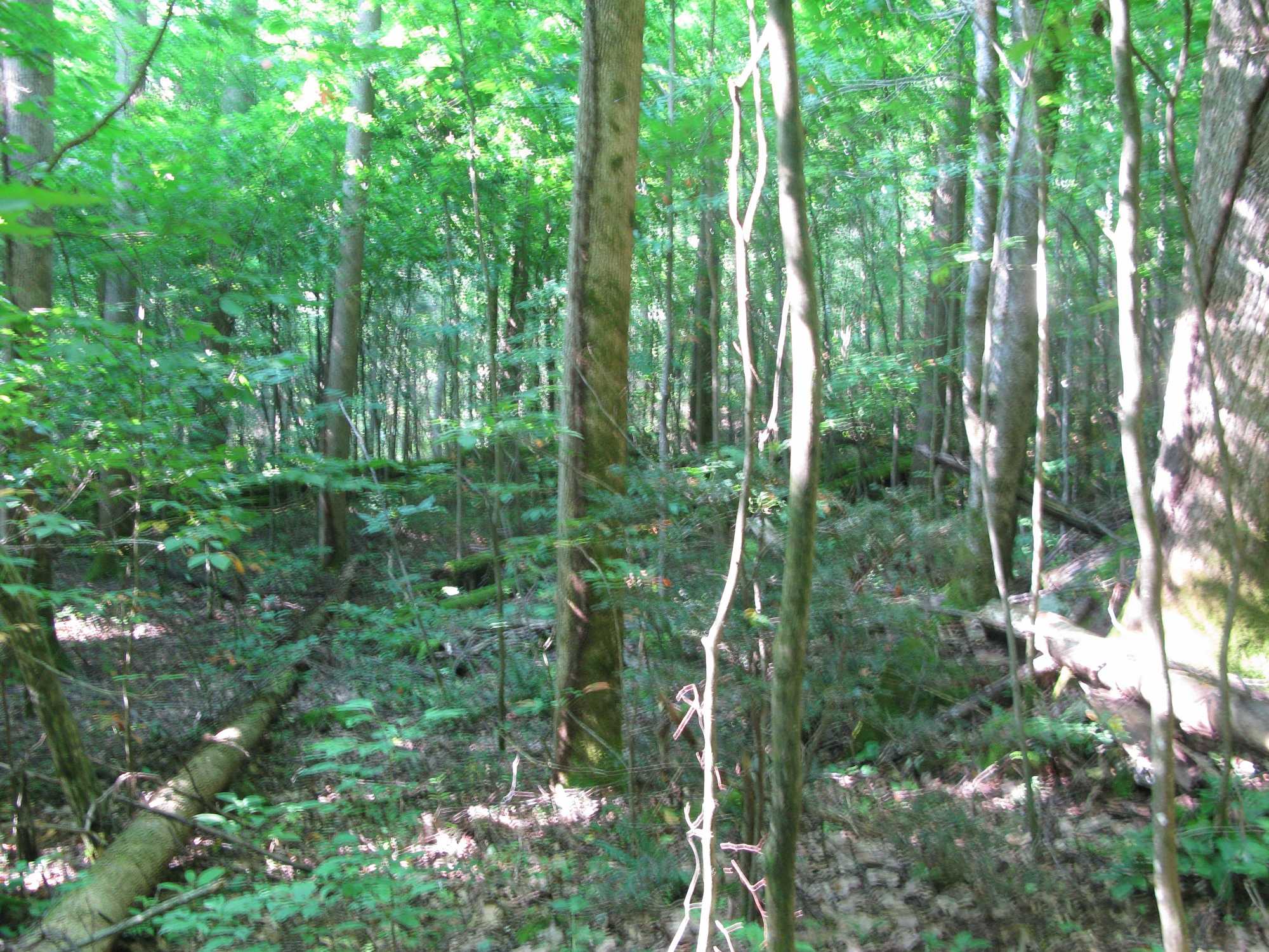 GRSM Accuracy Assessment. Plot Code: GRSM_AA_0287_4