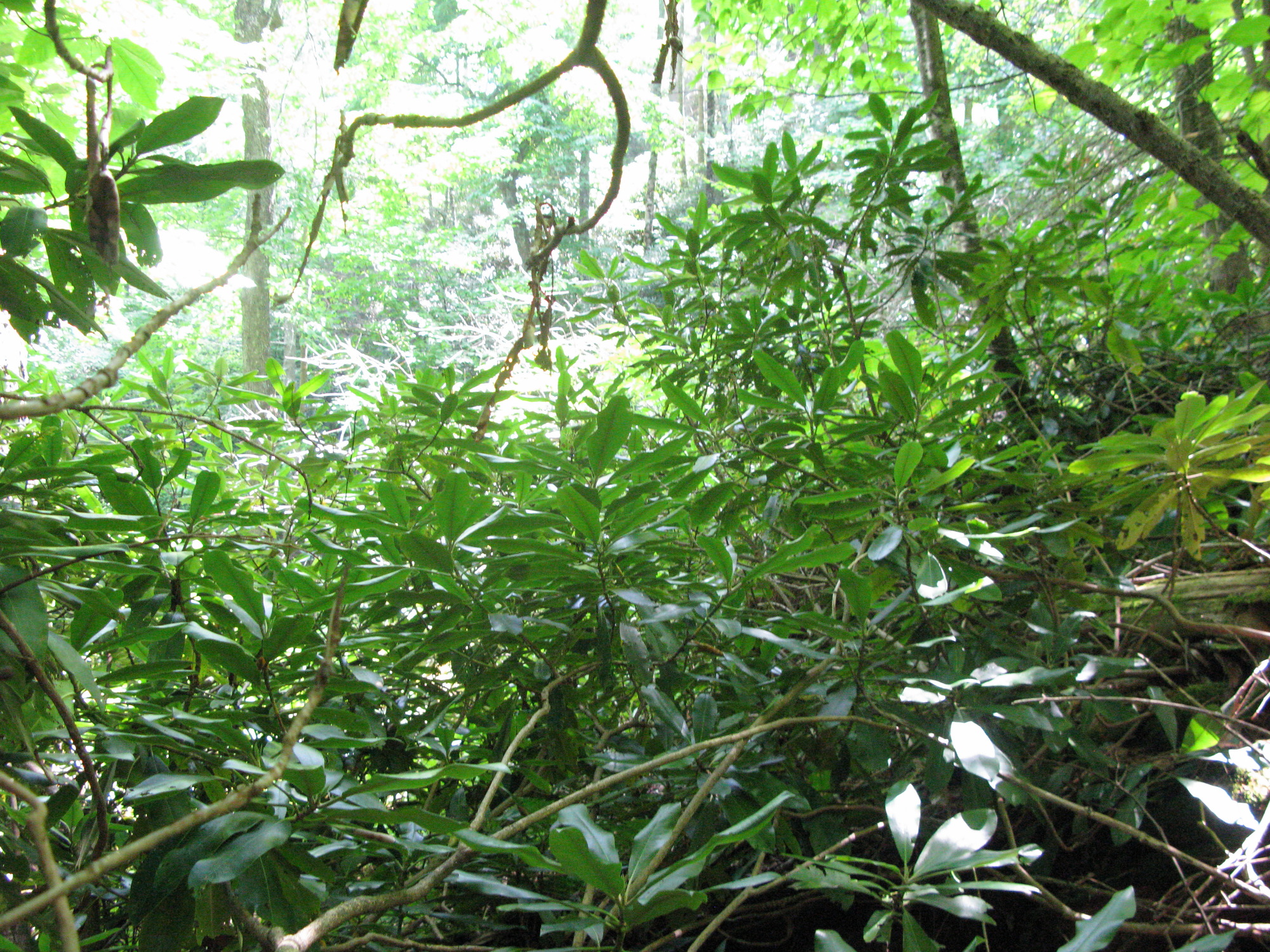 GRSM Accuracy Assessment. Plot Code: GRSM_AA_0644_3