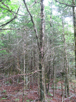 GRSM Accuracy Assessment. Plot Code: GRSM_AA_0115_6