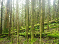 Plot Code: GRSM_AA_0540_3