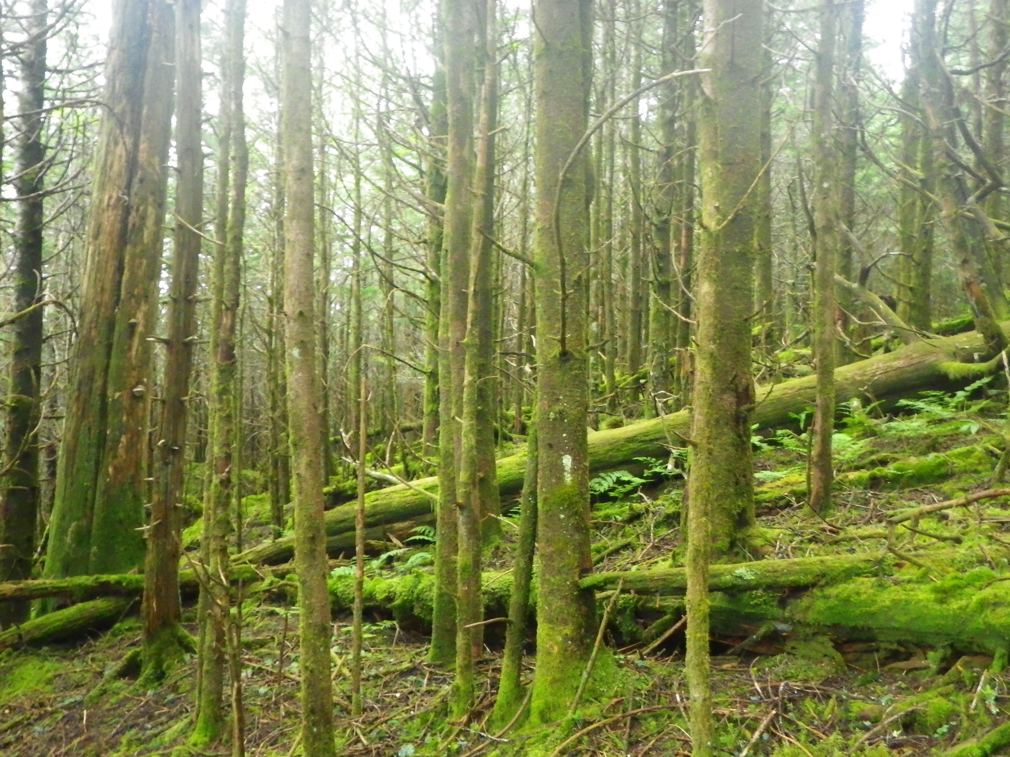 Plot Code: GRSM_AA_0540_3